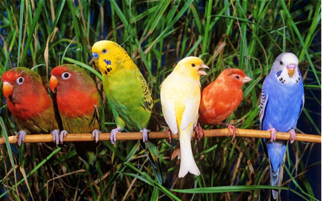 Singing Birds 