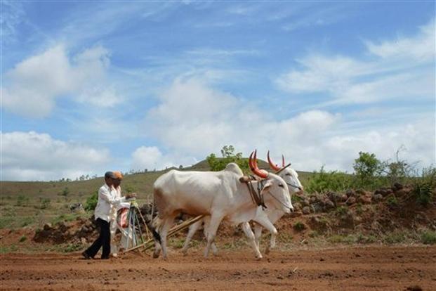 Farmer Suicide in Gujarat