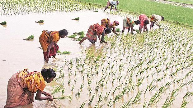 Chhattisgarh paddy farmers