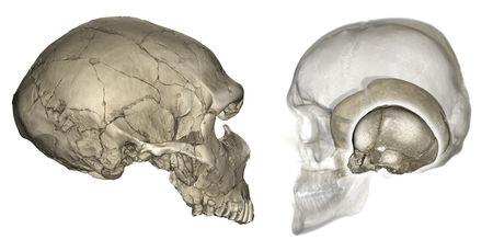 Genetic Variations in Neanderthals