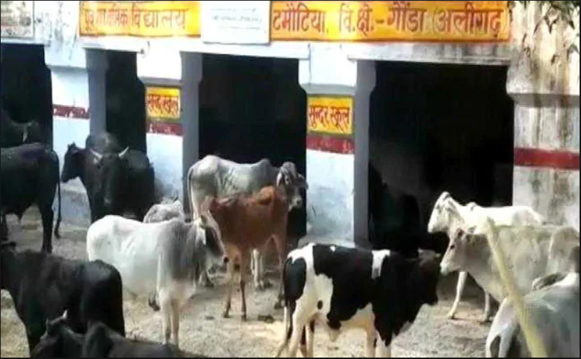 UP Govt to Charge 2% 'Gau Cess'