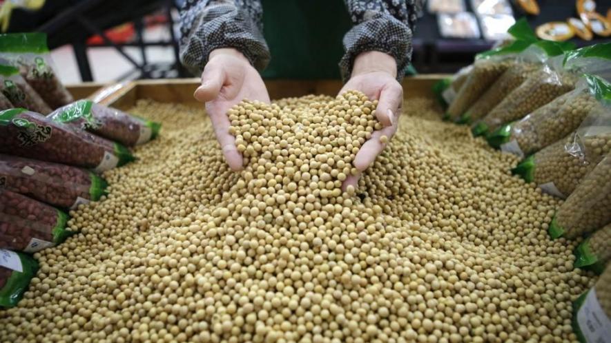GM Seed Use has Surged in India, But With No Better Results
