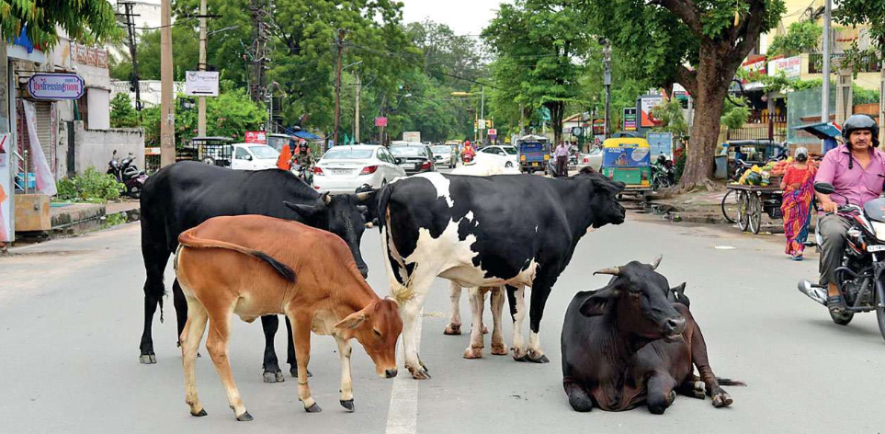 Budget:750 Crore for Cows