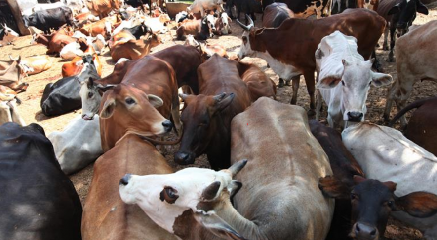 Five Stray Cows Die in Uttar Pradesh's Shamli