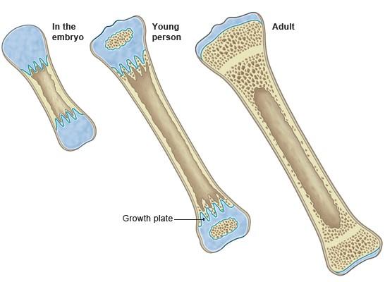 Human Bone Growth is a Thermodynamic Process: New Study Reveals