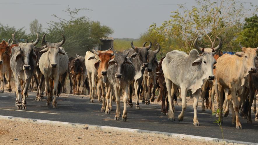 cow trafficking
