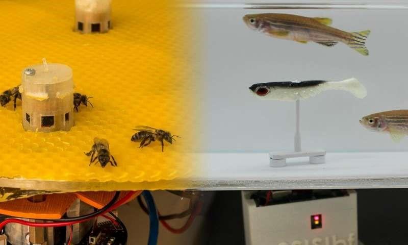 Bee Fish Robotics