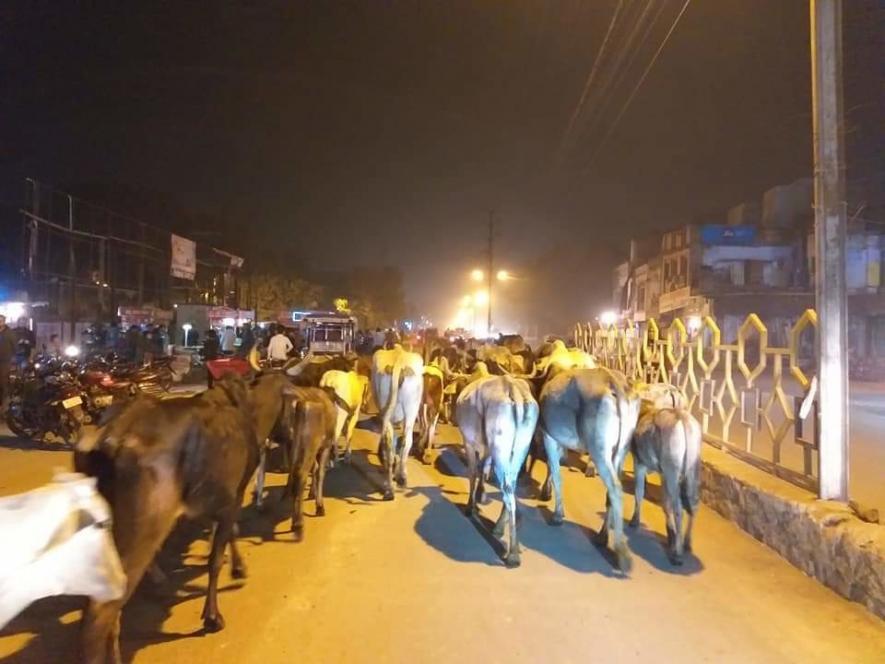Stray Cows the Real Problem in Chambal in MP