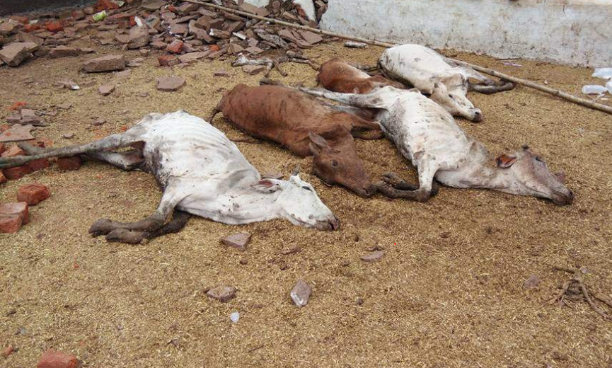 Over 200 Cows Deaths Reported Due to Overcrowding in Greater Noida Shelter