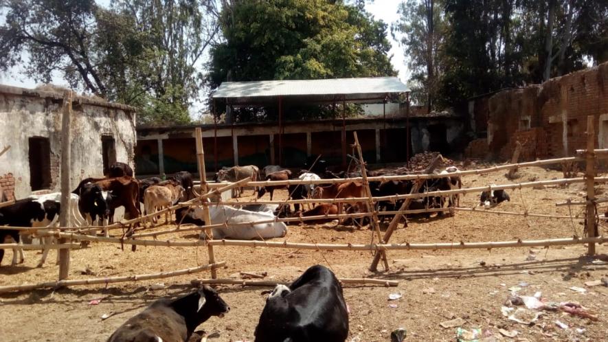 stray cows die in yogi raj