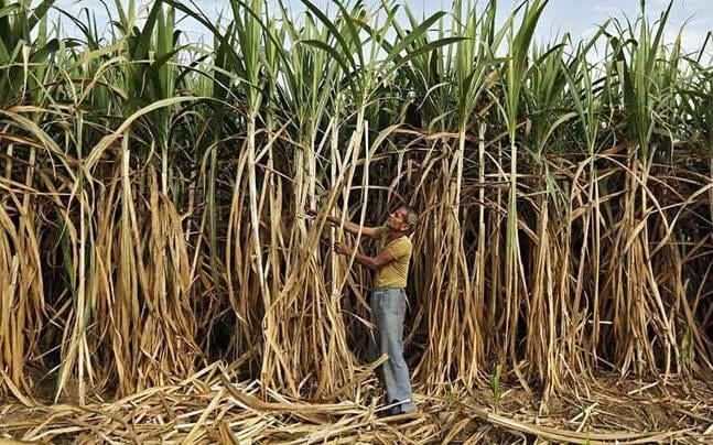 Sugarcane Farmers 