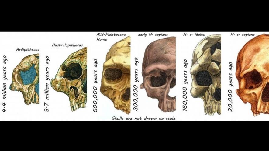 socialisation and modern human face
