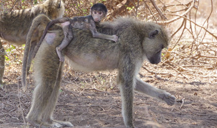 ‘Genetics Vs Environment’ Debate: Findings on Baboon’s Gut Microbial Make-up Throw New Light 