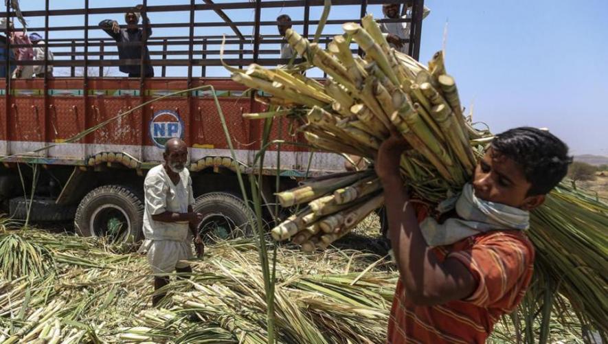 Sugarcane Farmers