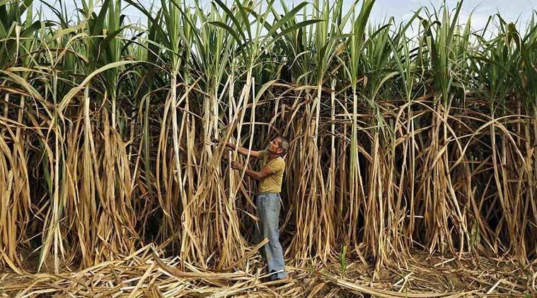 Sugarcane Farmers