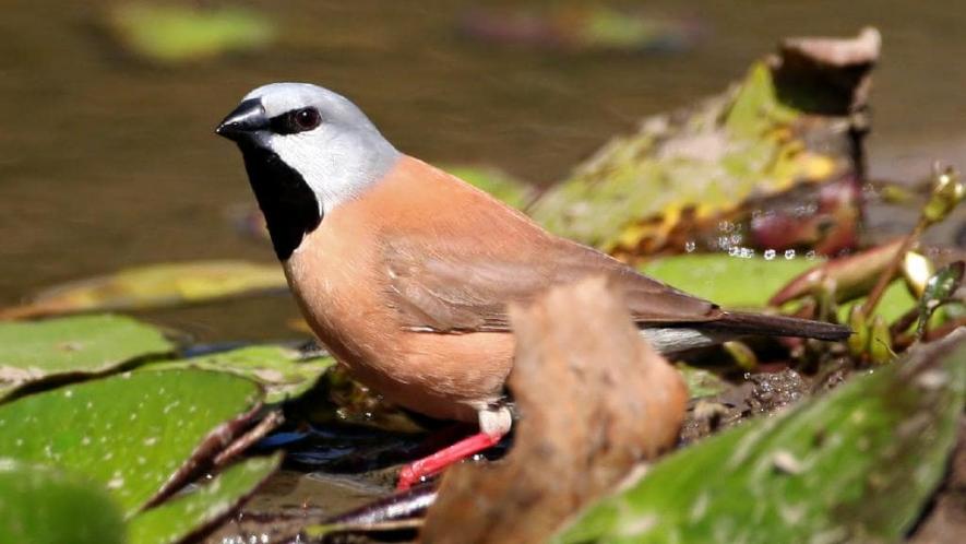 Adani’s Coal Project in Trouble as Queensland Rejects its Plan on Endangered Bird 