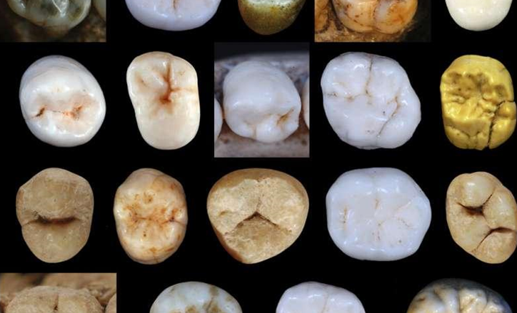 When did Modern Humans and Neanderthals Diverge?
