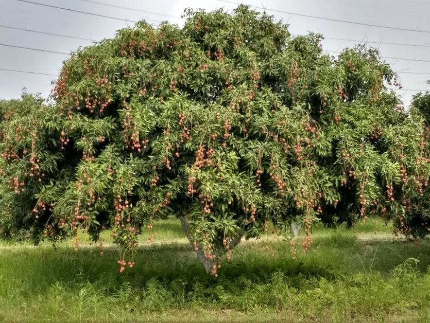 Litchi farmers