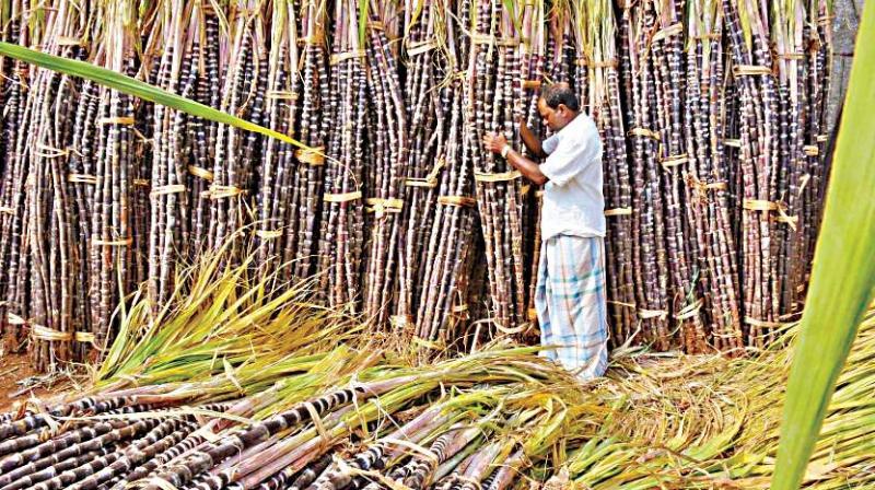 Sugarcane Farmers of Vellore Left in Lurch by Tamil Nadu Government