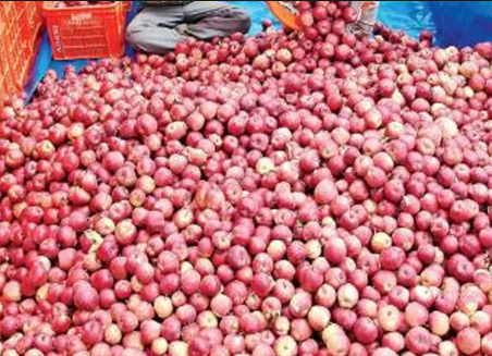 Himachal HC Issues Strict Order in Case of Middlemen Fleecing Apple Farmers