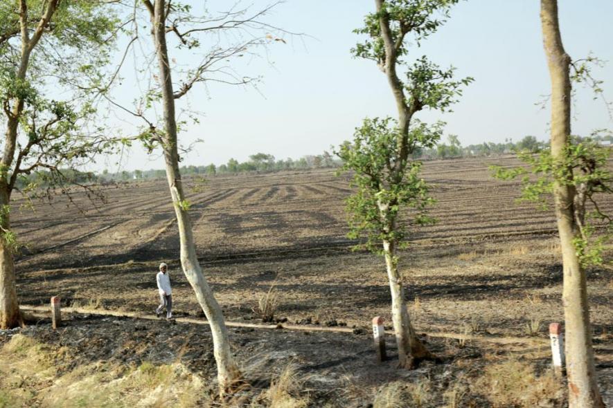 Climate Change: Bhopal Loses 5 Lakh Trees in the Last Decade, Forest Cover Down by 26%, Reveals Report