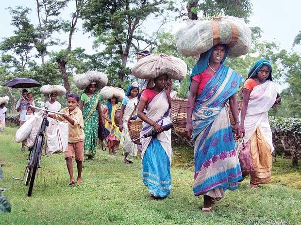 Telangana High Court: State Govt. Should Provide Proper Rehabilitation Facilities to Evicted Adivasi Families from Reserve Forest Area 