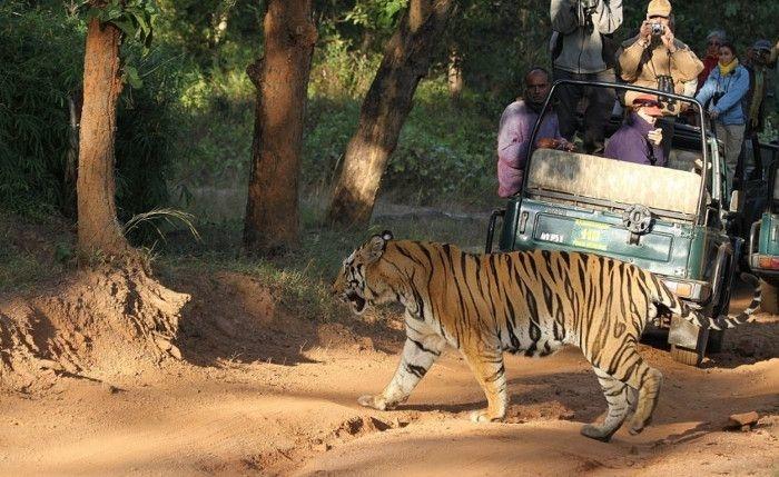 MP Tops in Tiger Conservation