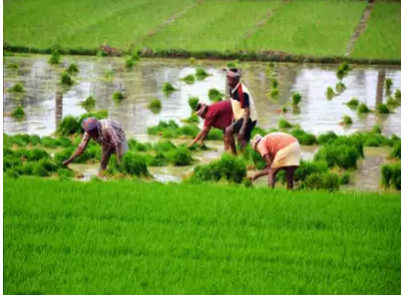 Bihar: Heavy Rains Bring Ray of Hope for Paddy Farmers, Threat of Floods Looms Large