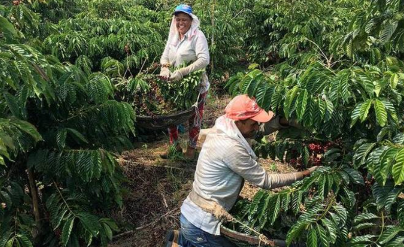 Tax Issue Prevents Small Coffee Growers