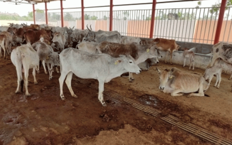 Uttar Pradesh: Cows Continue Dying At State Run Shelters Due to Rain And Lightning