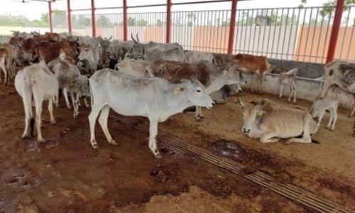 UP Govt. Proposes Gau Sewa Aayog to Provide Certificate to People Transporting Cows