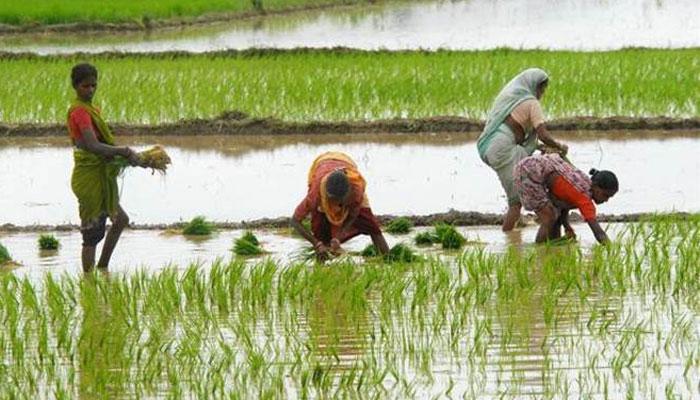 Haryana Govt. Wants Farmers to Leave Paddy Cultivation to Arrest Depleting Groundwater Table