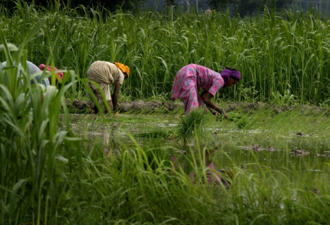 Amid Deep Agrarian Crisis, Marginal Increase in MSP of Kharif Crops by Govt