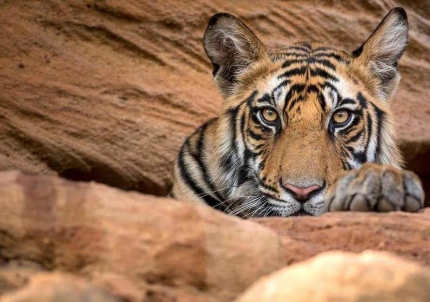 Uranium Mining Set to Destroy India’s Second Largest Tiger Reserve