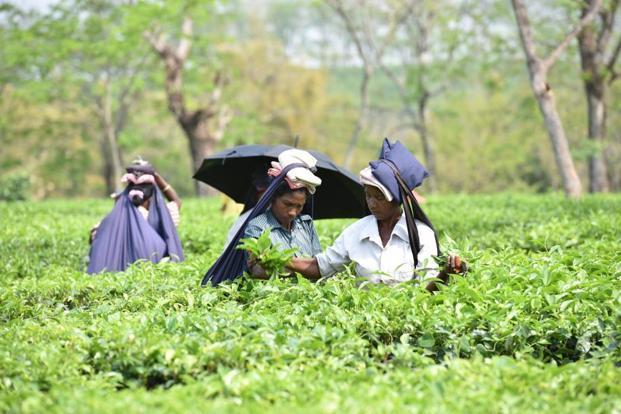 Tea Garden Workers Assam
