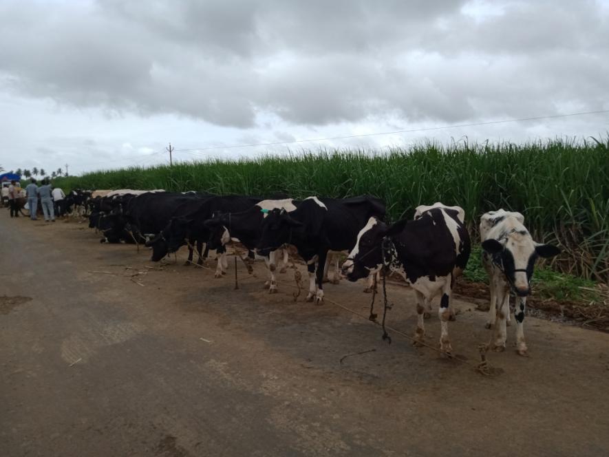 Maharashtra Dairy Industry