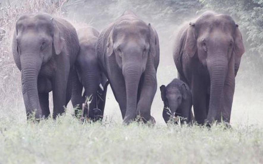 Odisha Govt Remains Apathetic as Safety of Elephants in Peril, Numbers Continue to Fall