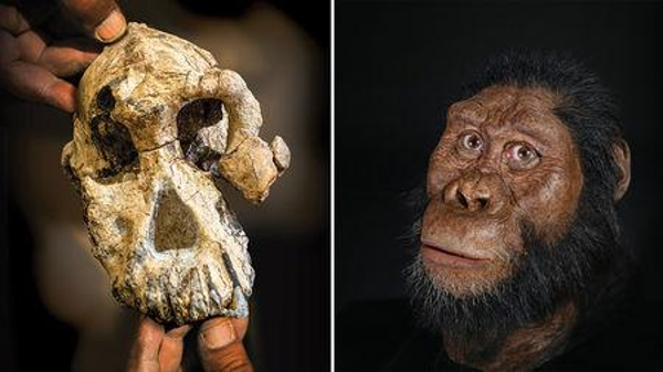 The newly discovered fossil MRD belongs to a species named Australopithecus anamensis, direct predecessor of Lucy species. 