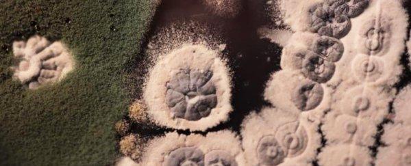 Antibiotic Biosynthesis and Antibiotic