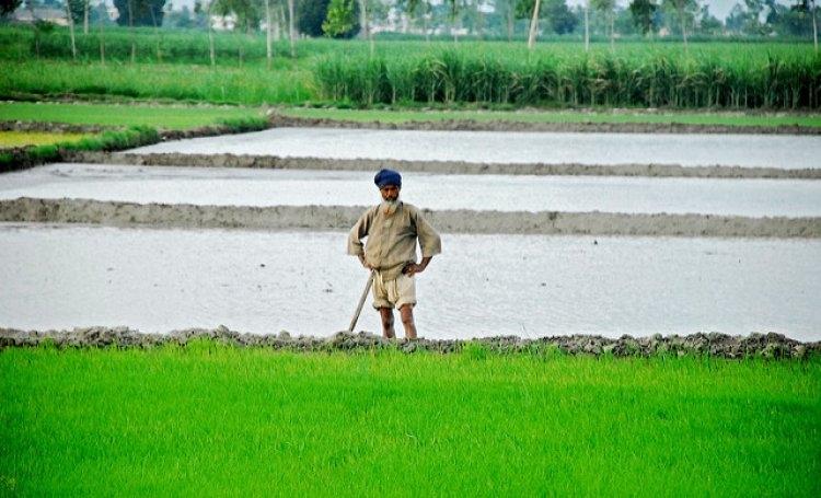 Punjab Farmers to Shift From Paddy