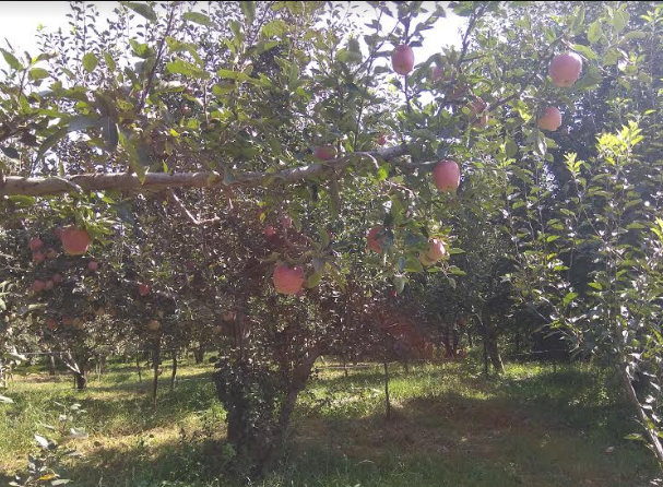 Kashmir: Apples Caught in a Siege, Growers Willing to ‘Sacrifice’ Harvest