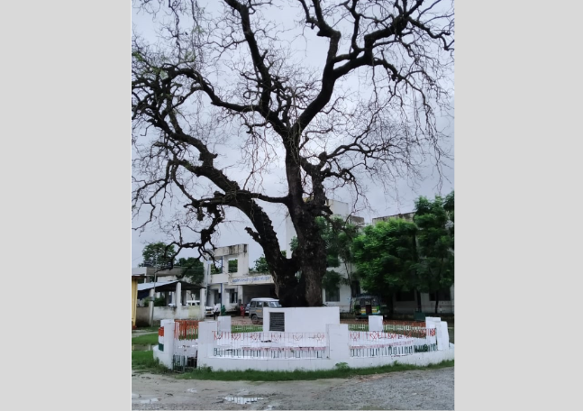 Gandhi's Neem Tree Drying in Bihar