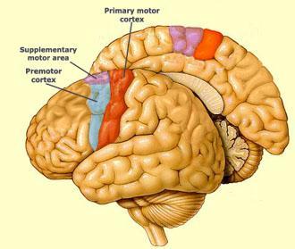Brain Remember Motor Sequence