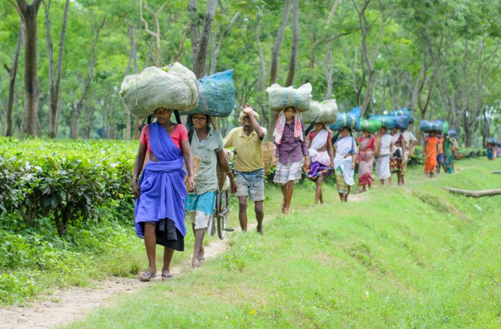 Tea Garden Workers