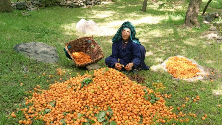 Kargil Apricot Farmers