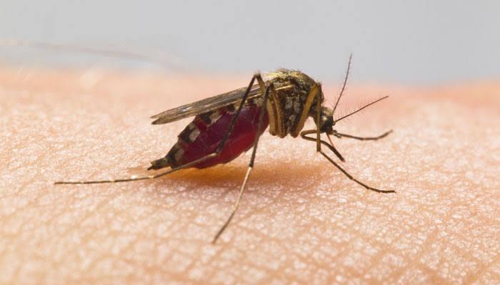 Tamil Nadu on High Alert After Increase in Dengue Cases