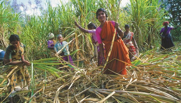 Gujarat Tribal Workers Demand Regular Payments, Refuse to Migrate for Sugarcane Harvesting