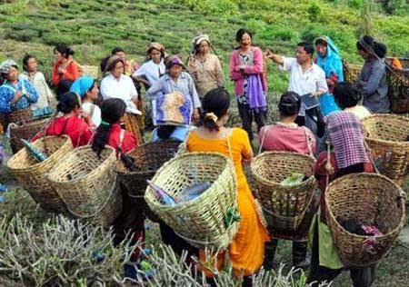 Small Victory in A Wider War: 20% Bonus for Darjeeling Tea Workers