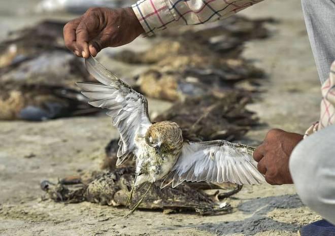 Over 1,500 Migratory Birds Found Dead Near Jaipur’s Sambhar Lake