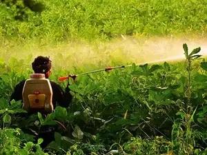 Synthetic pesticides causing cancer in himachal pradesh